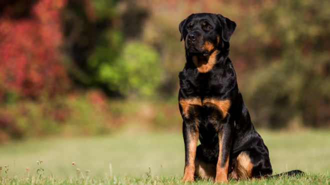 μεσσηνία-ηλικιωμένος-δέχθηκε-επίθεσ-563896624