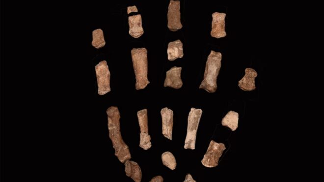 το-μυστικό-της-απολιθωμένης-παλάμης-563869810