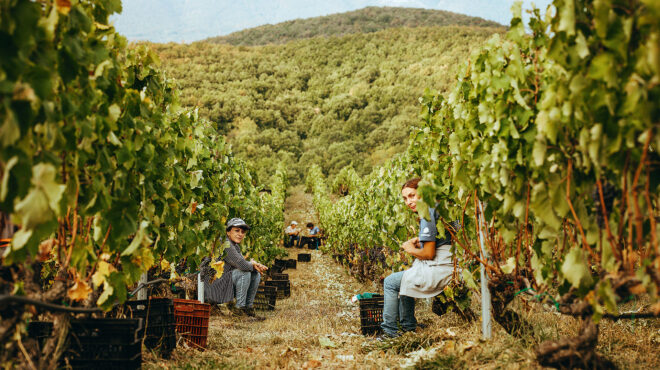ξινόμαυρο-στα-ομιχλώδη-αμπέλια-της-563896225