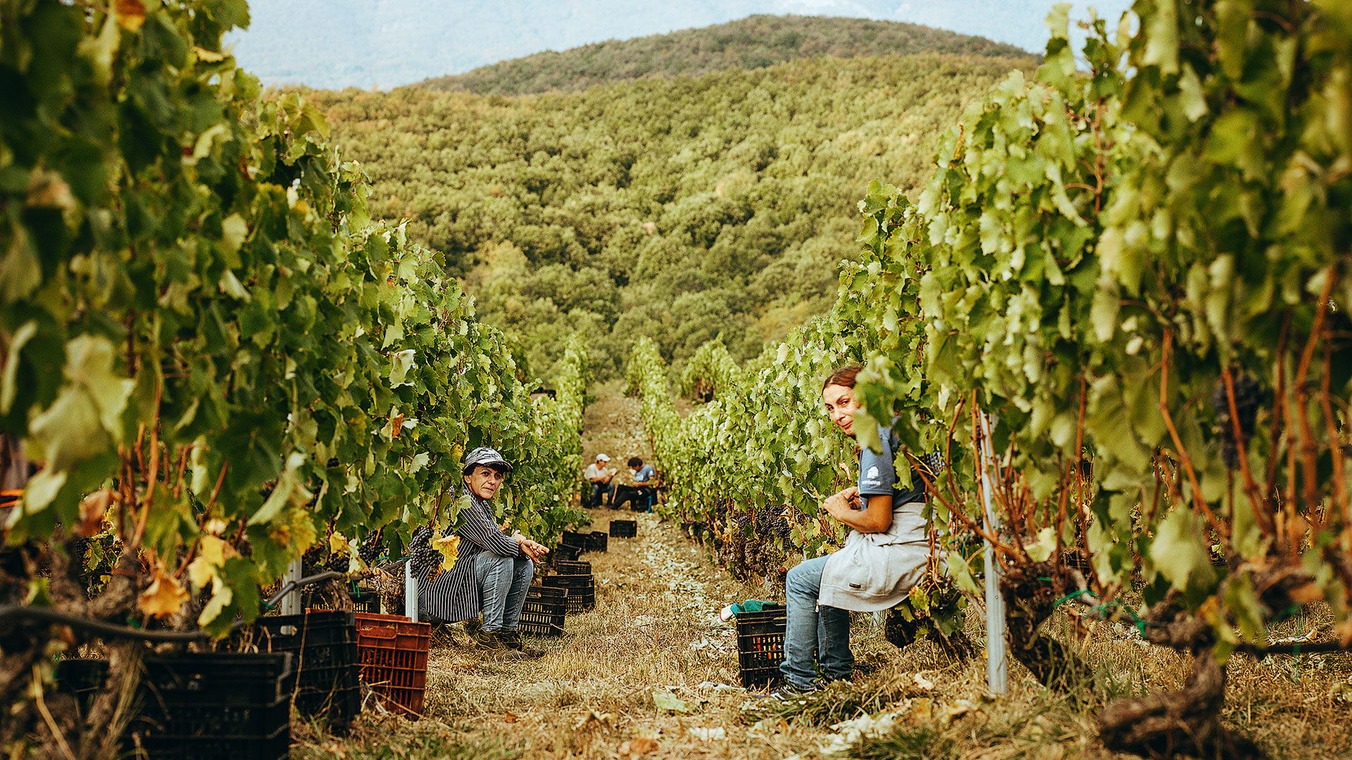 ξινόμαυρο-στα-ομιχλώδη-αμπέλια-της-563896225