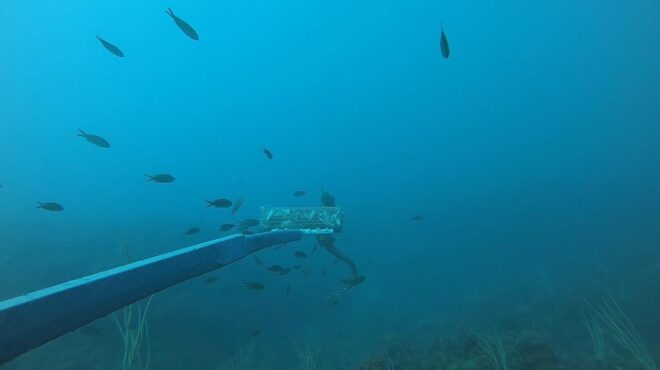 καρχαρίες-οι-φρουροί-της-υγείας-των-563843053