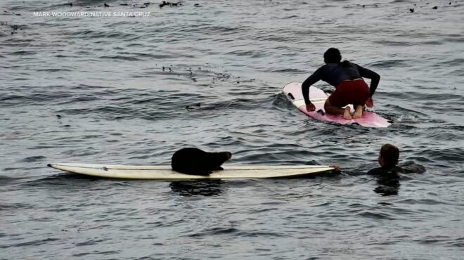 καλιφόρνια-μια-βίδρα-κάνει-μπούλινγ-563877037