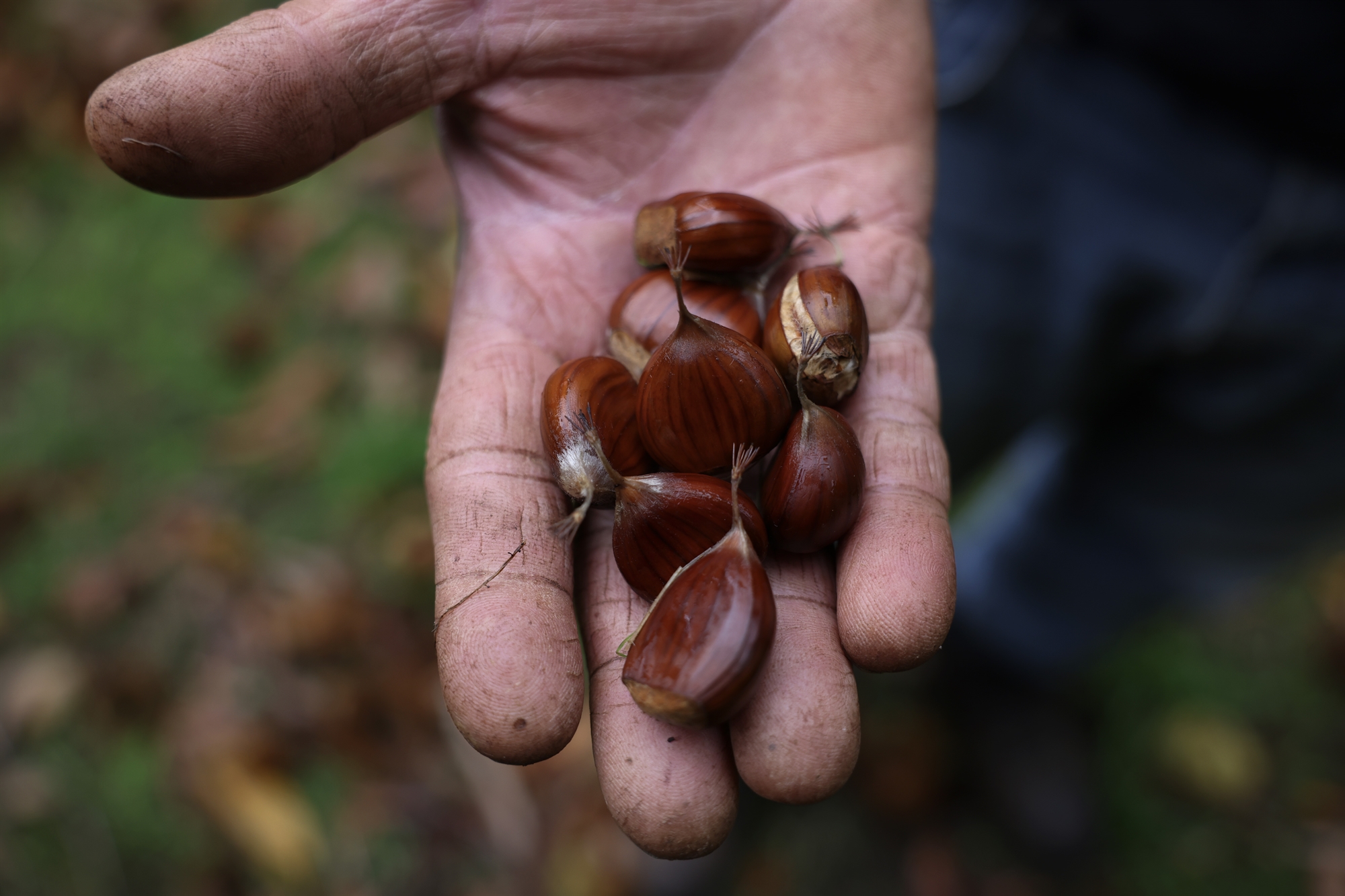 «Δεν υπάρχει πια τίποτα για μάζεμα εδώ…»-1