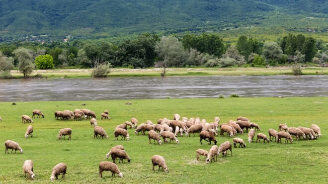 οπεκεπε-η-συμμορία-της-κάρλας-στα-δί-563881975