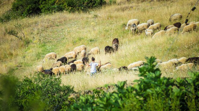 τυχεροπούλου-στον-οπεκεπε-φοβούντα-563878117