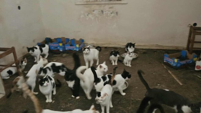 πάτρα-kρατούσαν-δεκάδες-γάτες-κλεισμέ-563895613