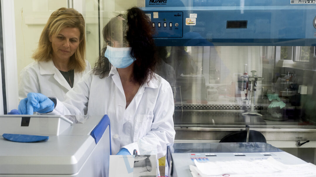 ευλογιά-αιγοπροβάτων-πολεμώντας-μια-563888710