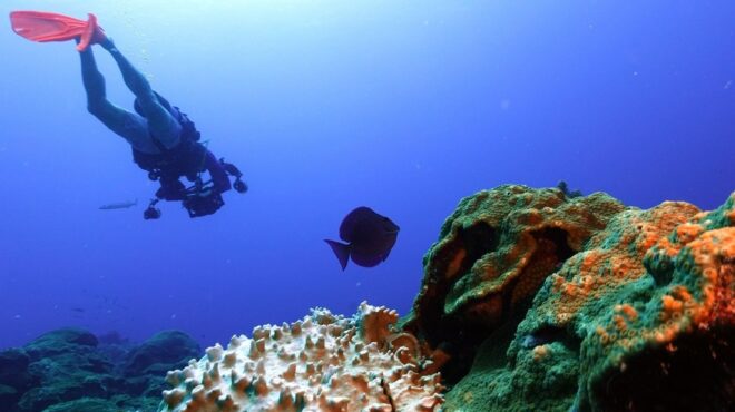 sos-επιστημόνων-για-τα-κοράλλια-σχεδόν-563863681