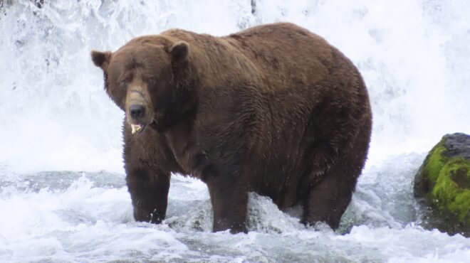 αλάσκα-ενας-αρκούδος-550-κιλών-με-σπασμέ-563843173