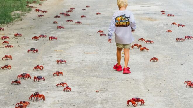 τα-κόκκινα-καβούρια-ξεκίνησαν-το-μακρ-563884672