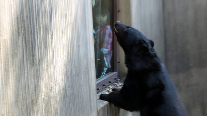 ιαπωνία-7-νεκροί-σε-επτά-μήνες-από-επιθ-563869816