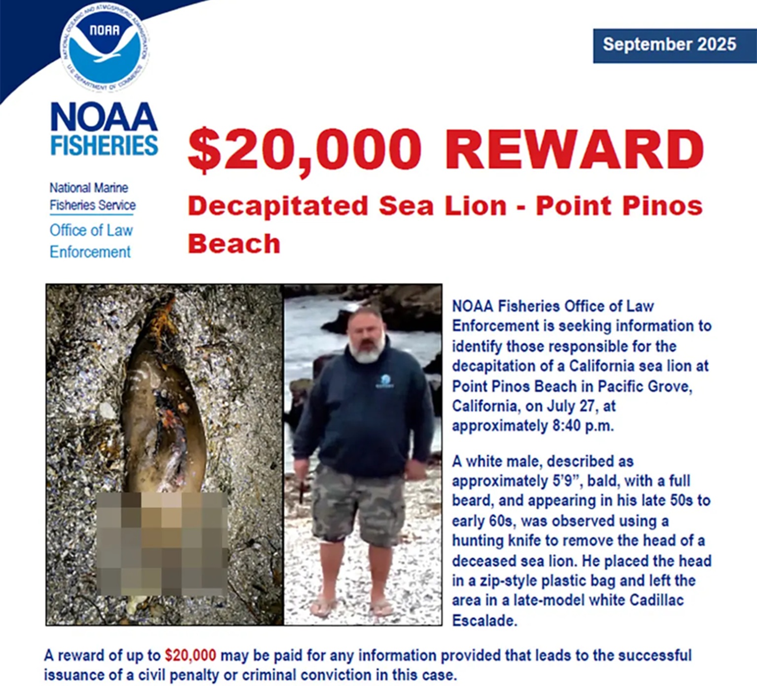 Καλιφόρνια: Καταζητείται άνδρας που αποκεφάλισε θαλάσσιο λιοντάρι-1