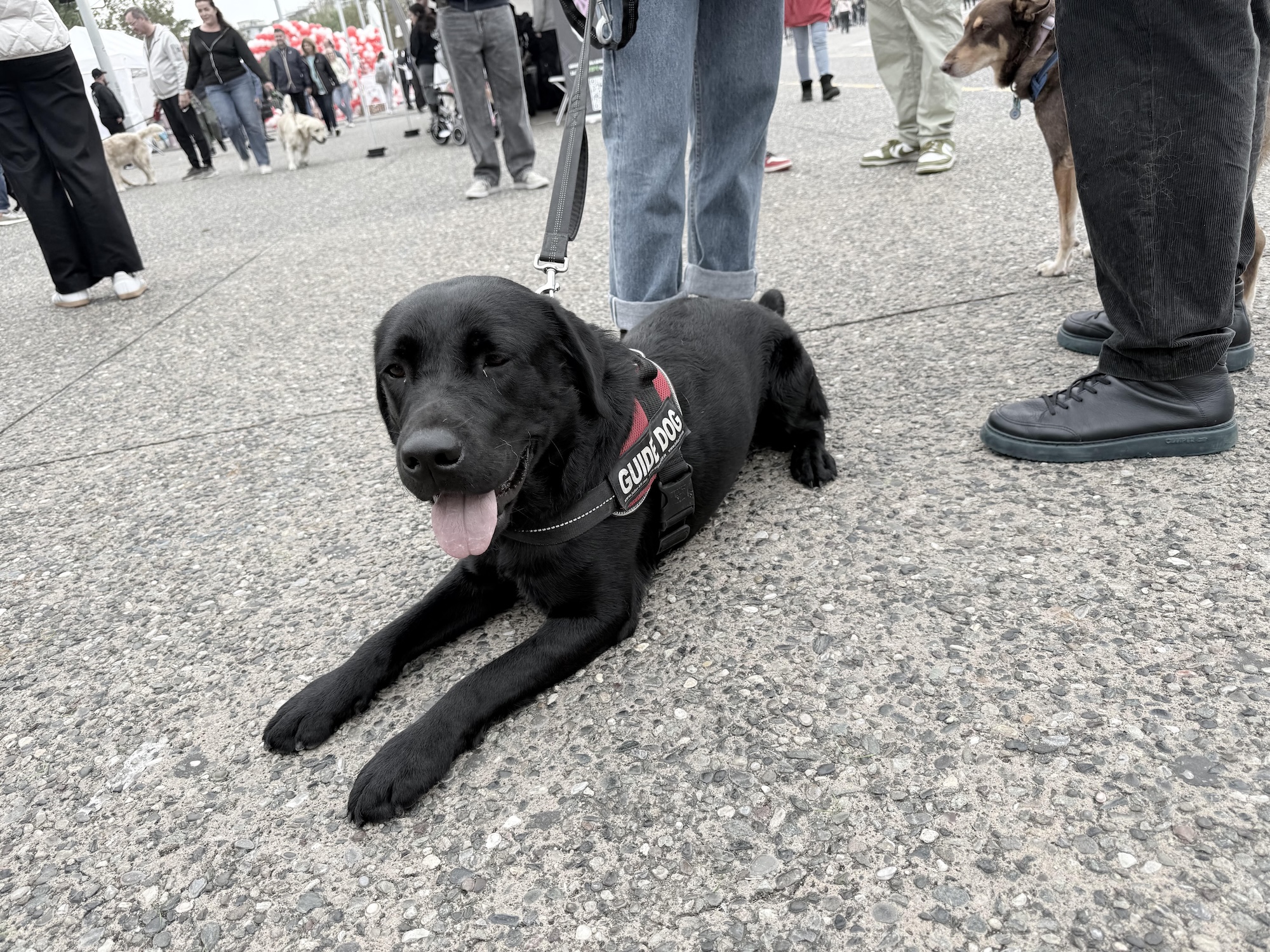 Θεσσαλονίκη: Φεστιβάλ… τετράποδων στην παραλία-3