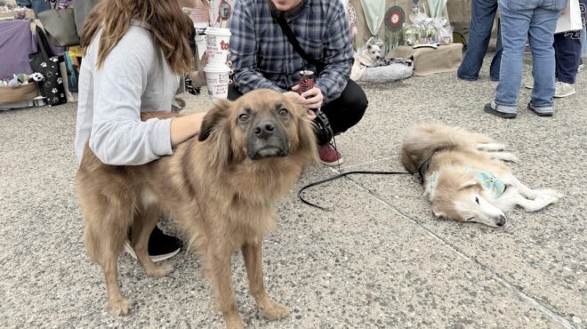 θεσσαλονίκη-φεστιβάλ-τετράποδων-στ-563875915