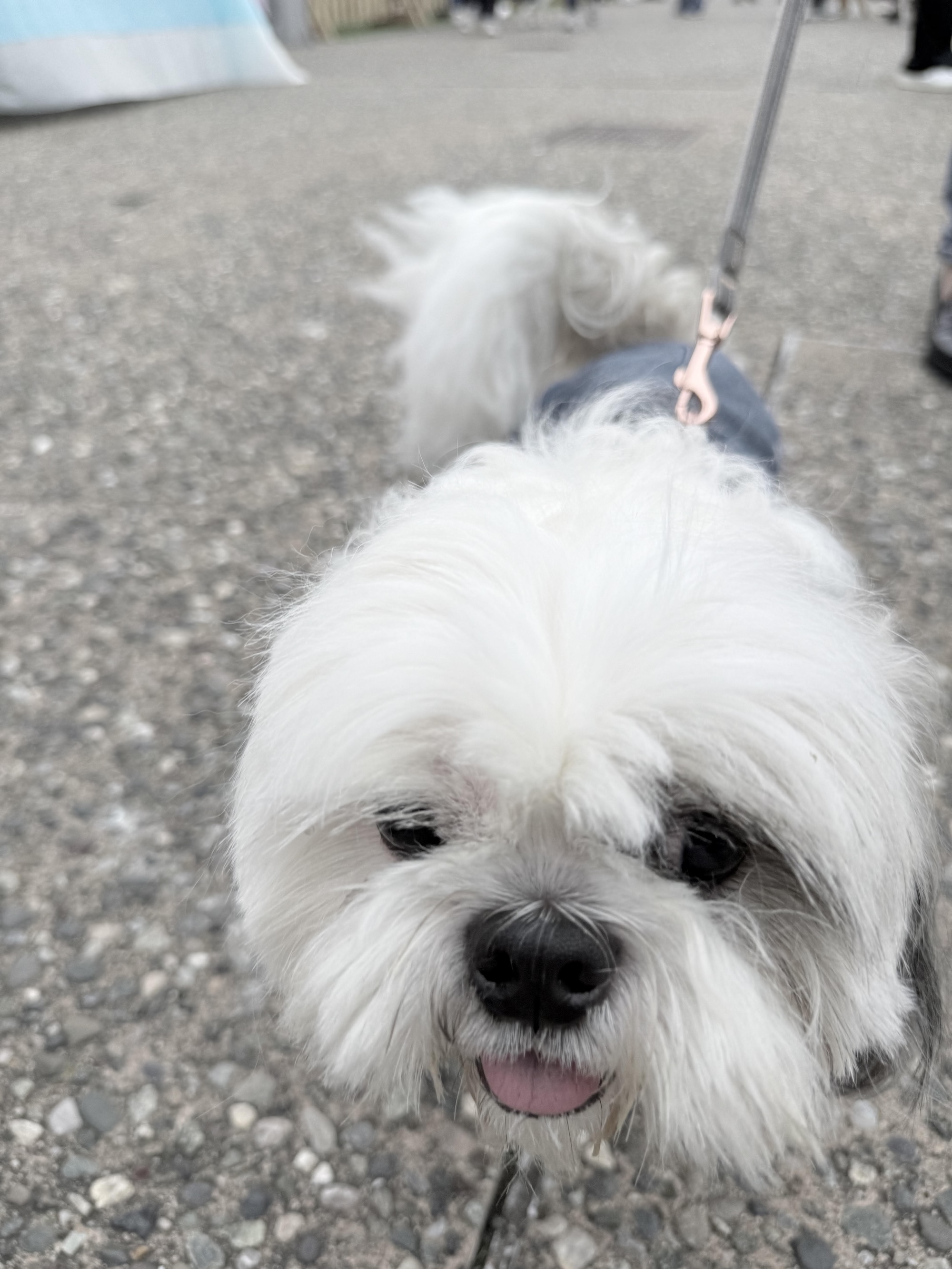 Θεσσαλονίκη: Φεστιβάλ… τετράποδων στην παραλία-1