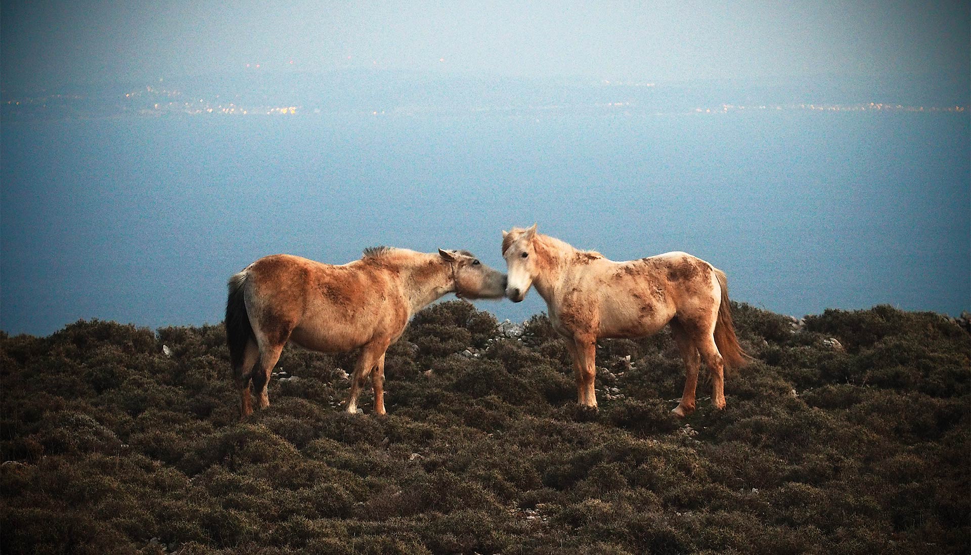 Χίος: Η τελευταία τσοπάνισσα του Αίπους-6