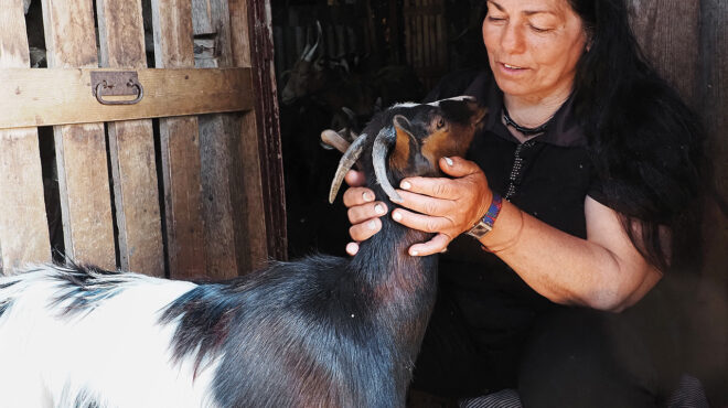 χίος-η-τελευταία-τσοπάνισσα-του-αίπου-563867968