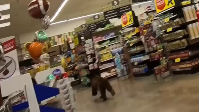 αριζόνα-η-σύντομη-επίσκεψη-αρκούδα-563845207