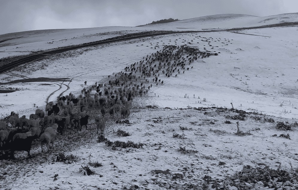 Γρεβενά: Εγκλωβισμένοι οι κτηνοτρόφοι στα… χιονισμένα θερινά τους κονάκια λόγω της ευλογιάς-2
