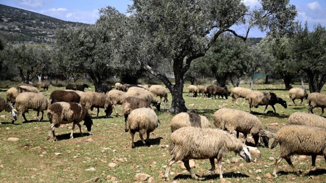 ενισχύονται-οι-έλεγχοι-και-τα-μέτρα-γι-563856268