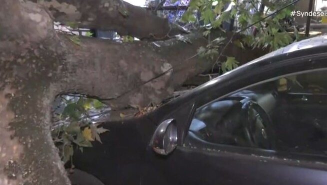 θεσσαλονίκη-δέντρο-έπεσε-και-καταπλά-563878756