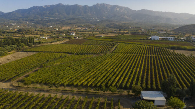 το-κρασί-επιστρέφει-στην-κω-ένα-νησί-αν-563879479