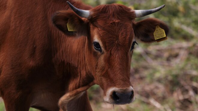 πραγματικά-βοσκοτόπια-εικονικές-σφα-563874760