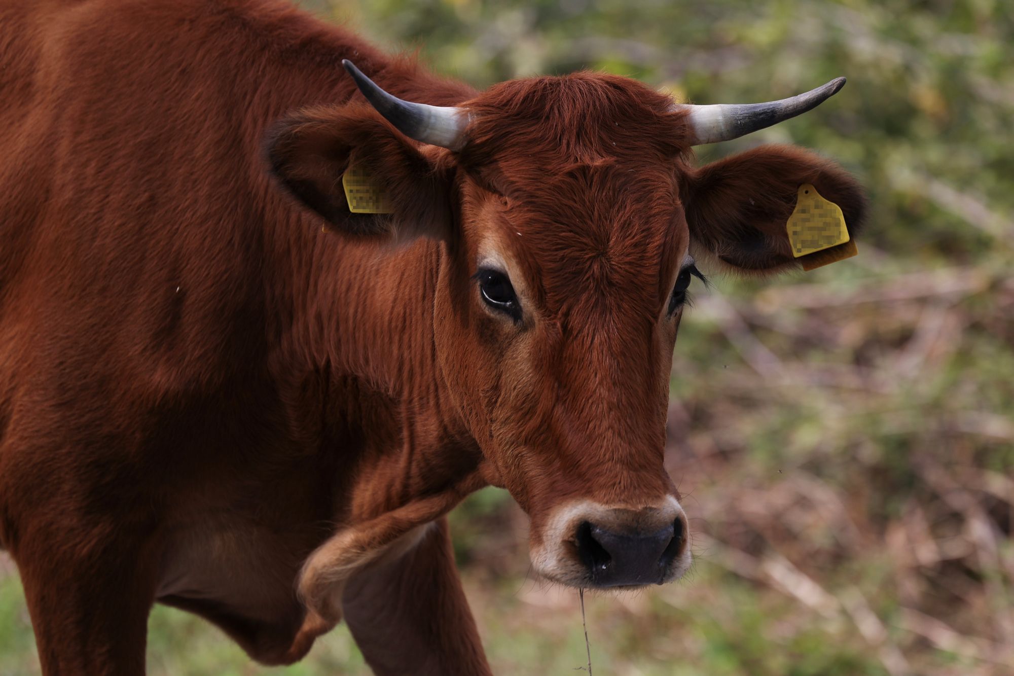πραγματικά-βοσκοτόπια-εικονικές-σφα-563874760