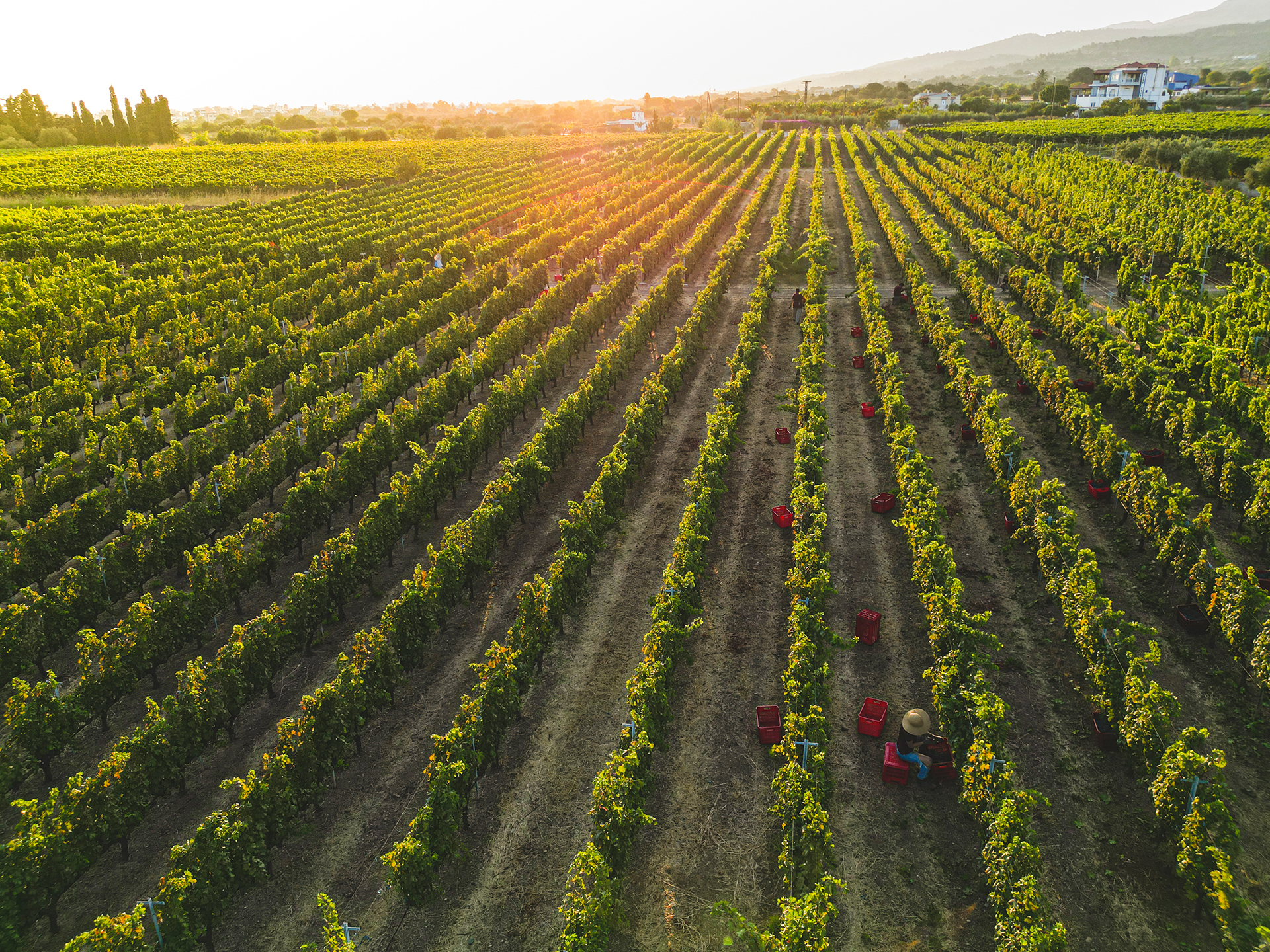 Το κρασί επιστρέφει στην Κω: ένα νησί ανακαλύπτει ξανά τις ρίζες του-6