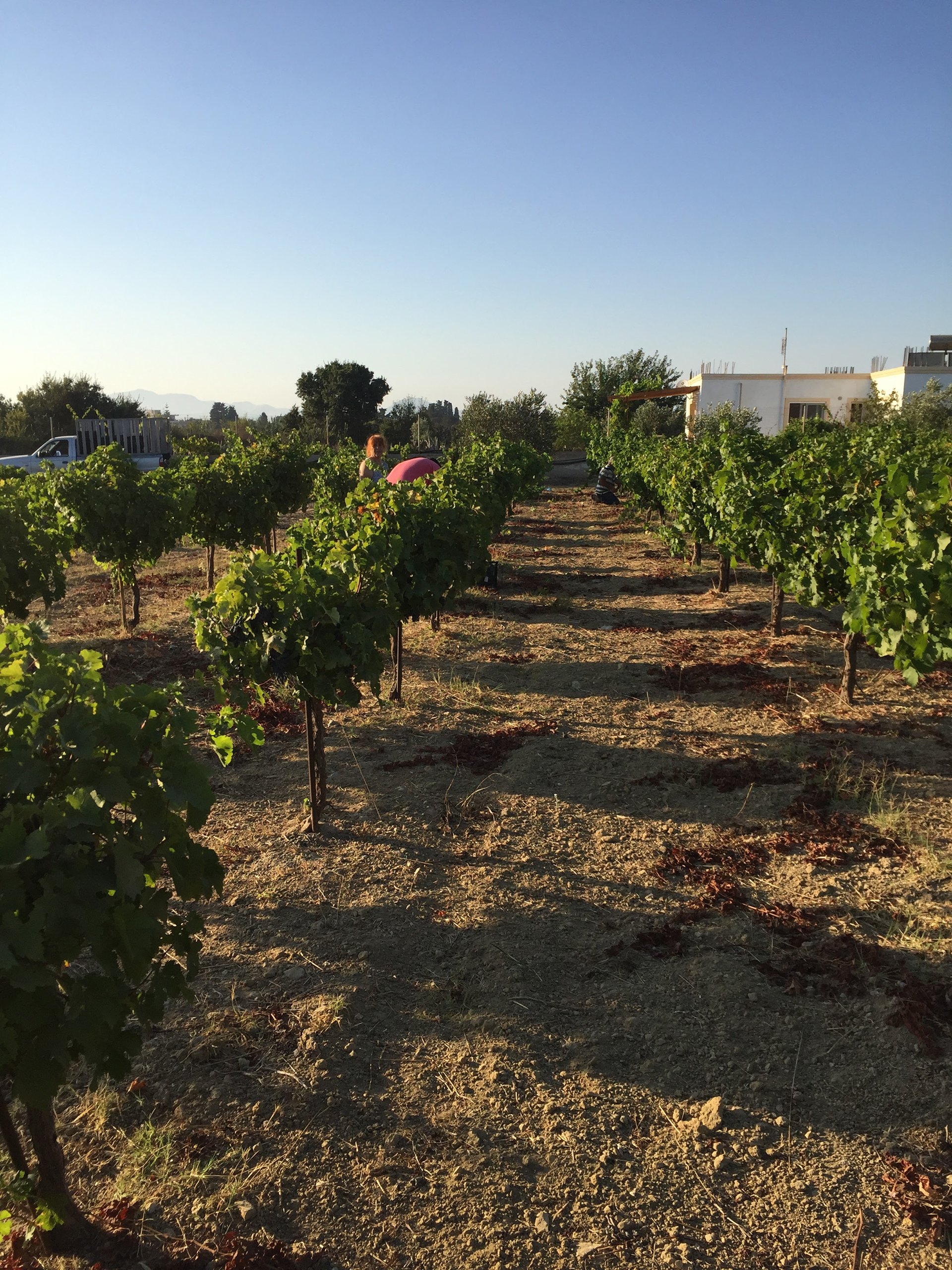 Το κρασί επιστρέφει στην Κω: ένα νησί ανακαλύπτει ξανά τις ρίζες του-5
