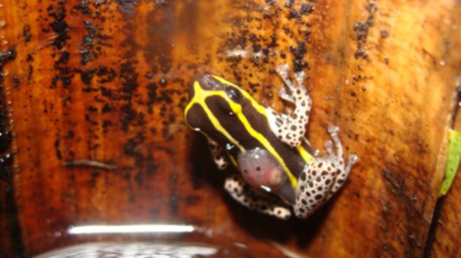 μικρός-χρωματιστός-και-δηλητηριώδη-563853559