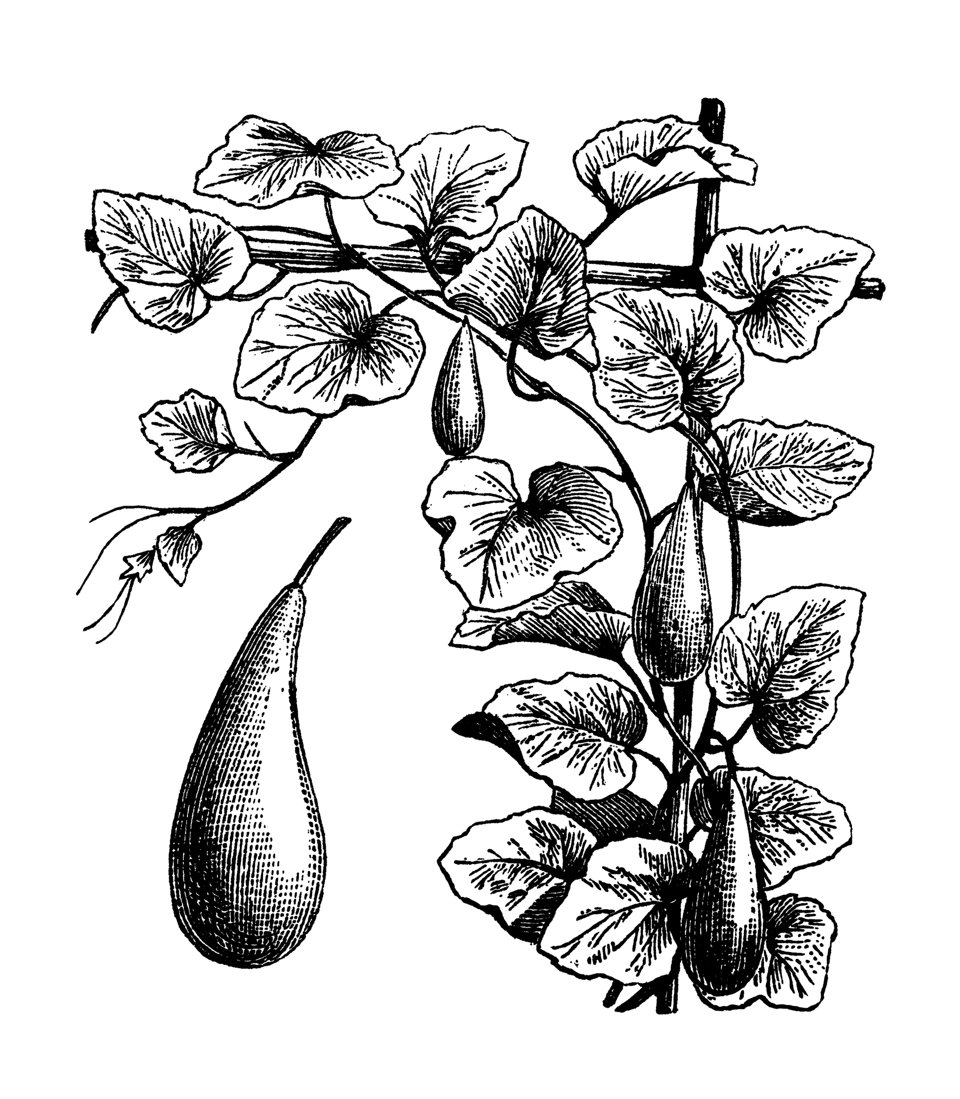 Πώς το αχλάδι έγινε σύμβολο για τις ανθρώπινες αδυναμίες-1