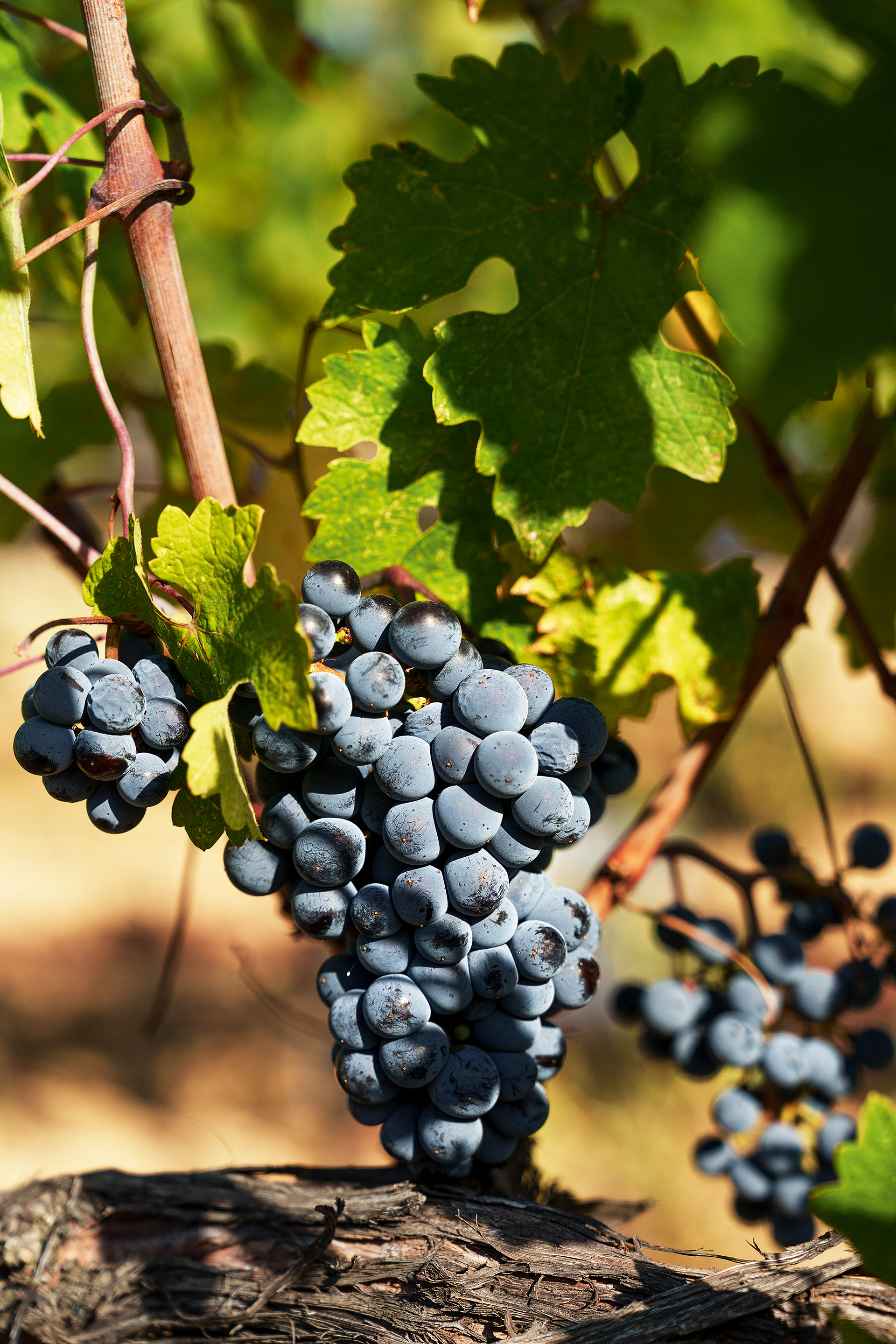 Δίπλα στους μοναχούς που ετοιμάζουν τη δικιά τους ετικέτα κρασιού-2