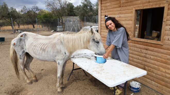 στο-ντιβάνι-των-τετράποδων-θεραπευ-563844277