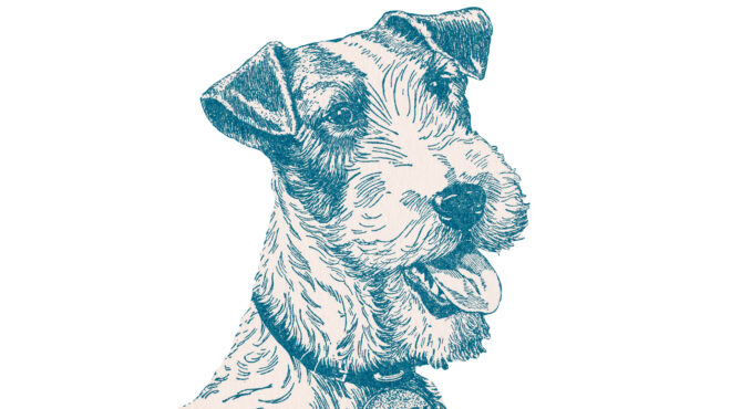 μια-προσευχή-για-τα-σκυλιά-του-θεού-563871352