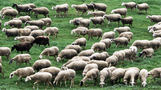 οπεκεπε-η-συμμορία-της-κάρλας-στα-δί-563881339