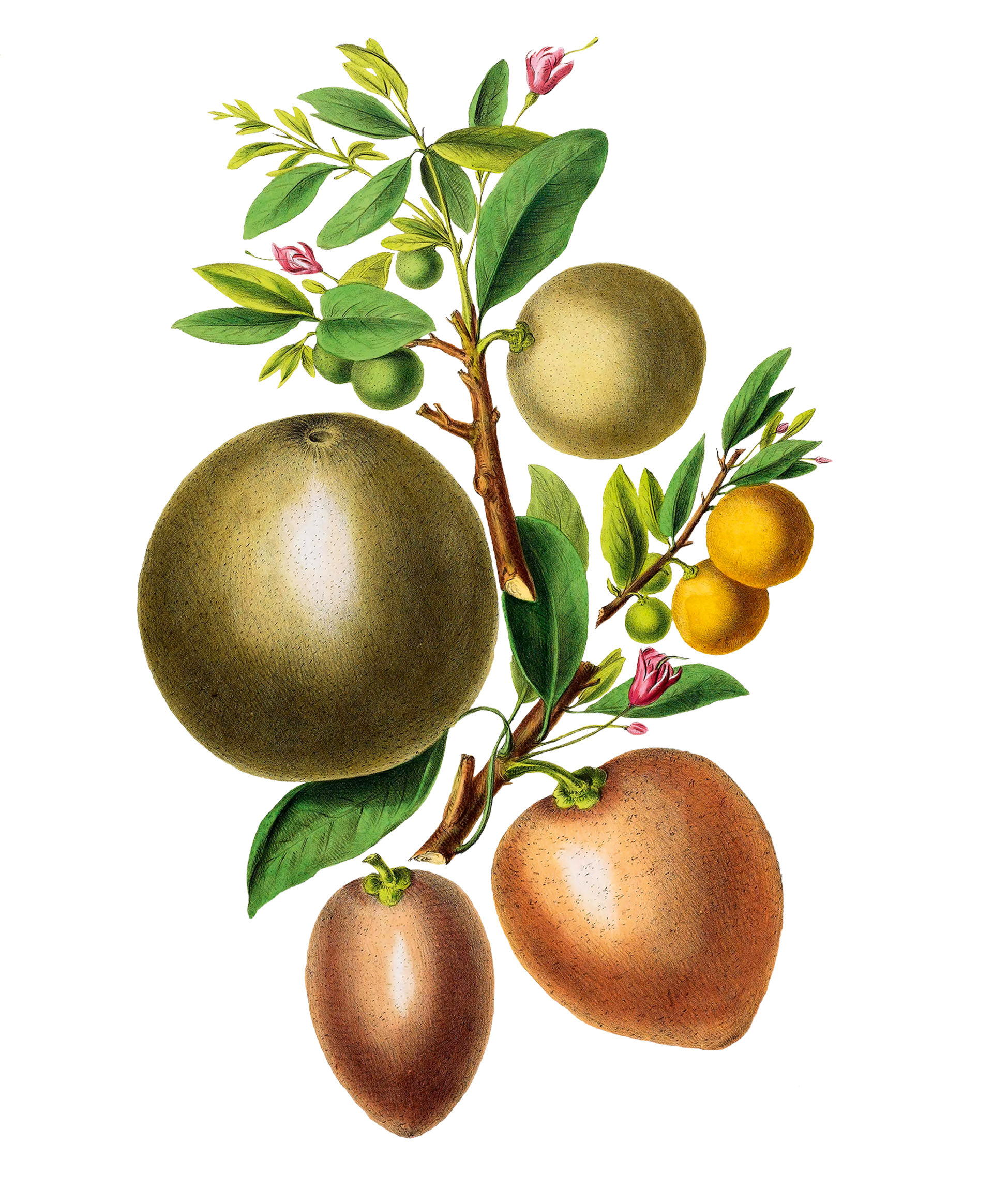 Το φρούτο με τις πολύτιμες φυτικές ίνες και τις αντιοξειδωτικές ιδιότητες-1