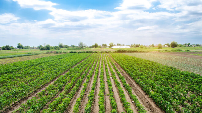 ο-βίαιος-μετασχηματισμός-της-ελληνικ-563849965