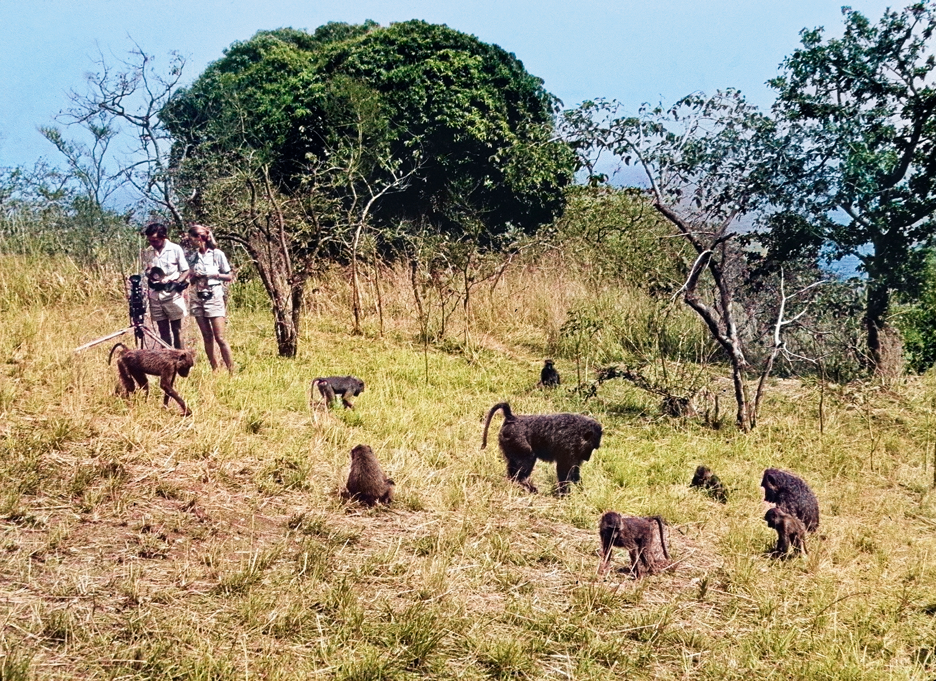 Τζέιν Γκούντολ, η «Αγία» των χιμπαντζήδων-1