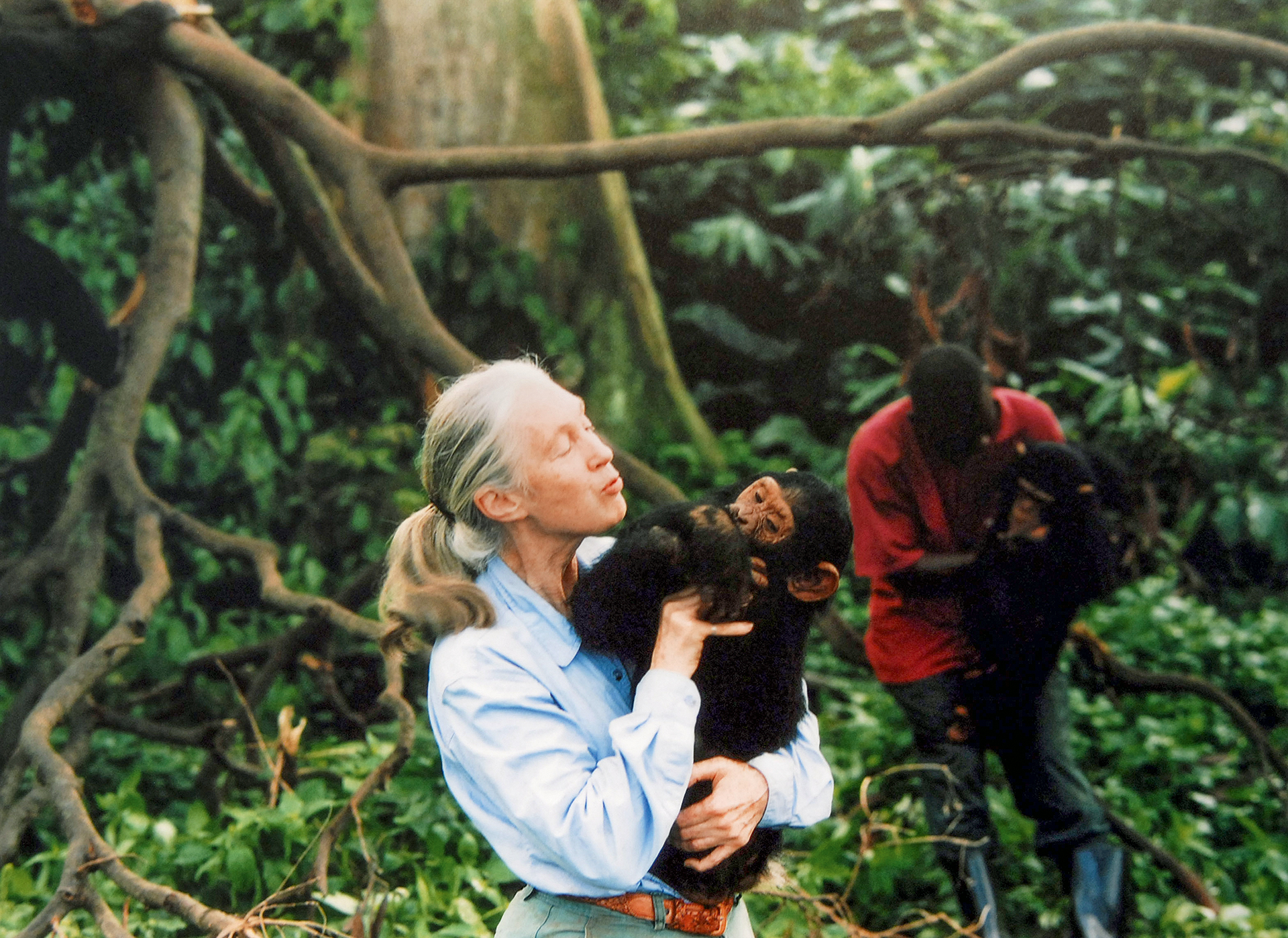 Τζέιν Γκούντολ, η «Αγία» των χιμπαντζήδων-2