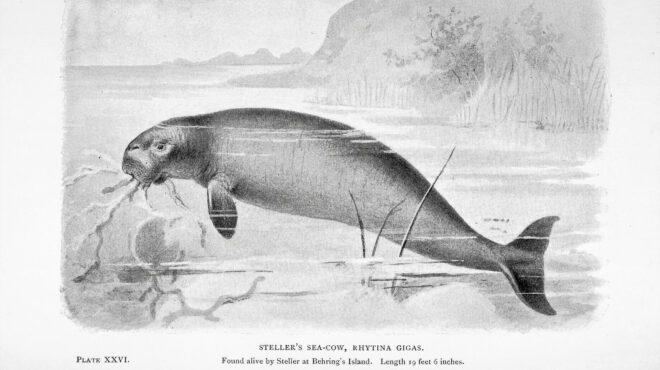 τη-γνωρίσαμε-την-εξαφανίσαμε-563863276