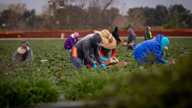 σκλάβοι-στα-χωράφια-της-ντροπής-563874376