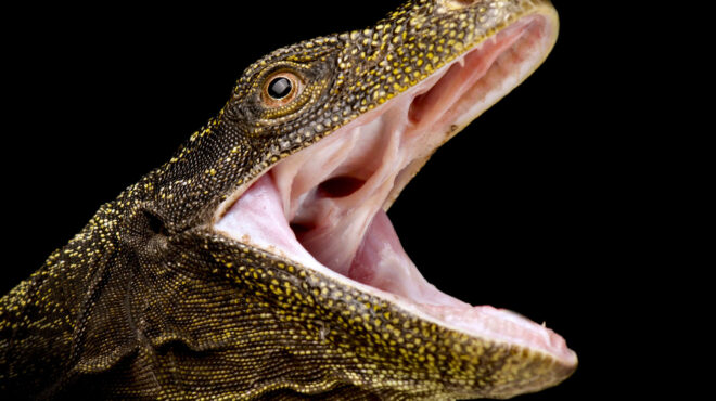 θεσσαλονίκη-ο-δράκος-που-ζούσε-στο-αγγ-563895799