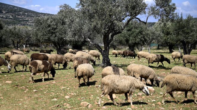 τι-συμβαίνει-με-το-lockdown-στα-αιγοπρόβατα-563852545