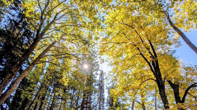 τα-πρωτοβρόχια-αναζωογονούν-το-τατόι-563887864