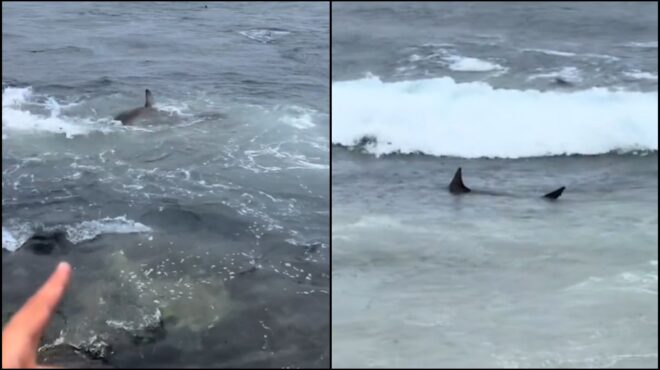 αυστραλία-δεκάδες-καρχαρίες-βγήκαν-σ-563891974