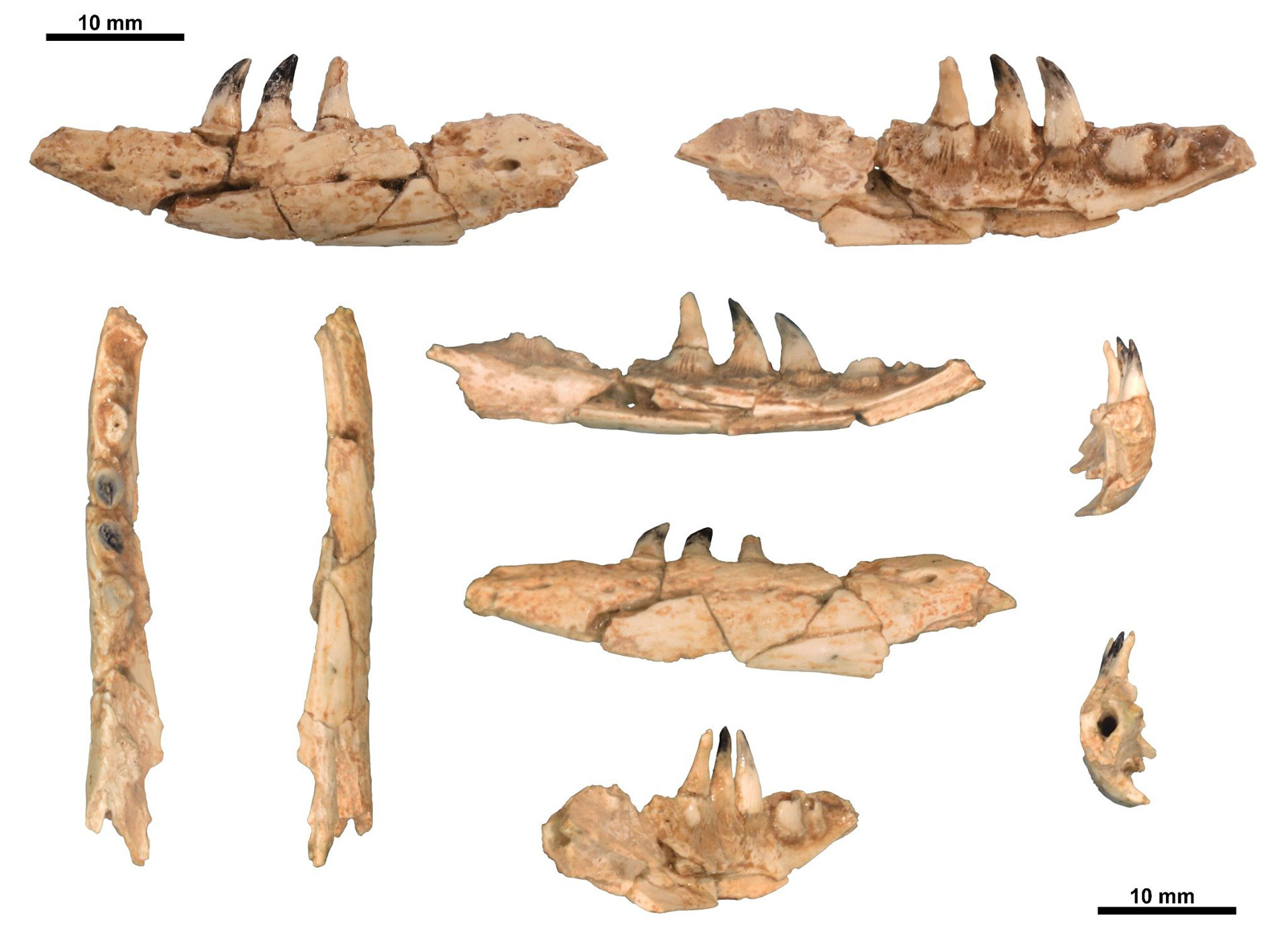 Θεσσαλονίκη: Ο δράκος που ζούσε στο Αγγελοχώρι πριν από 4 εκατ. χρόνια-3