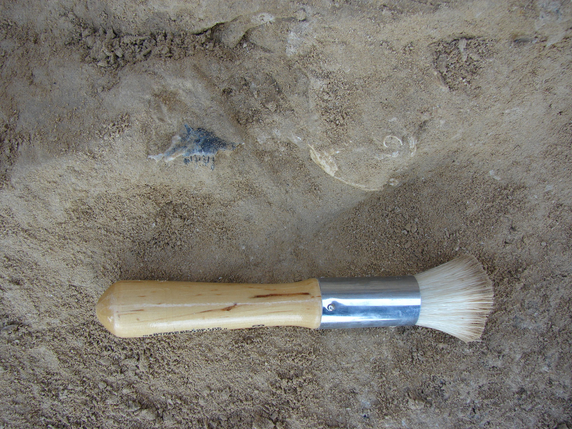 Θεσσαλονίκη: Ο δράκος που ζούσε στο Αγγελοχώρι πριν από 4 εκατ. χρόνια-1