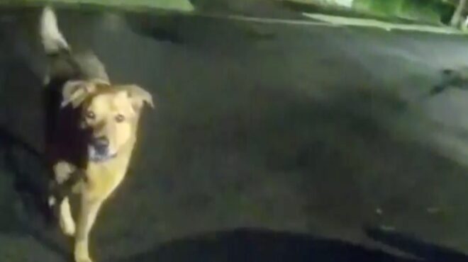 η-αγάπη-του-σκύλου-οδήγησε-αστυνομικό-563857336