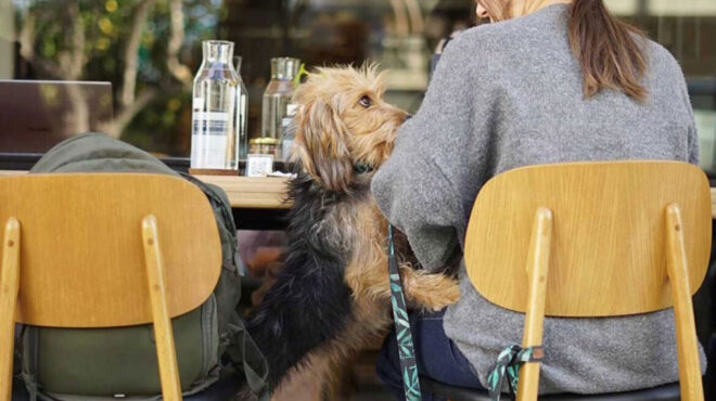 pet-friendly-σ-αυτά-τα-μαγαζιά-της-αθήνας-πας-πα-563876764